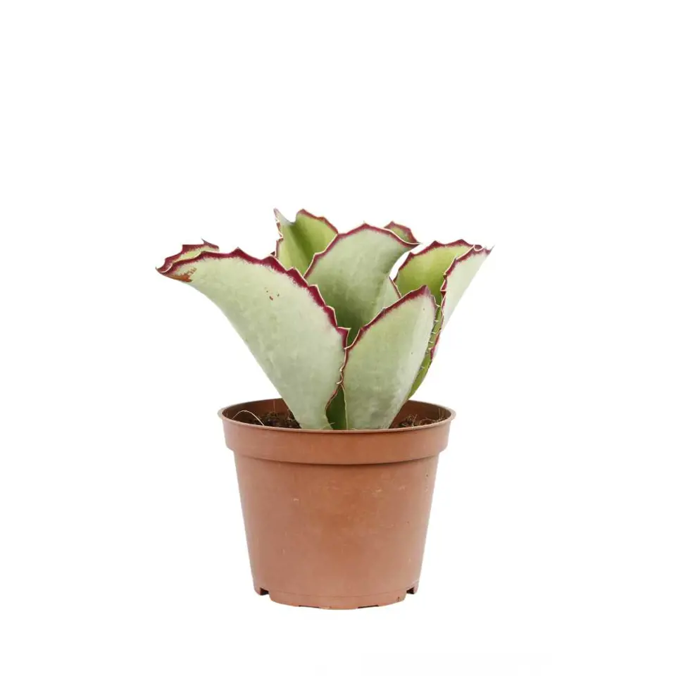 Kalanchoë synsephala