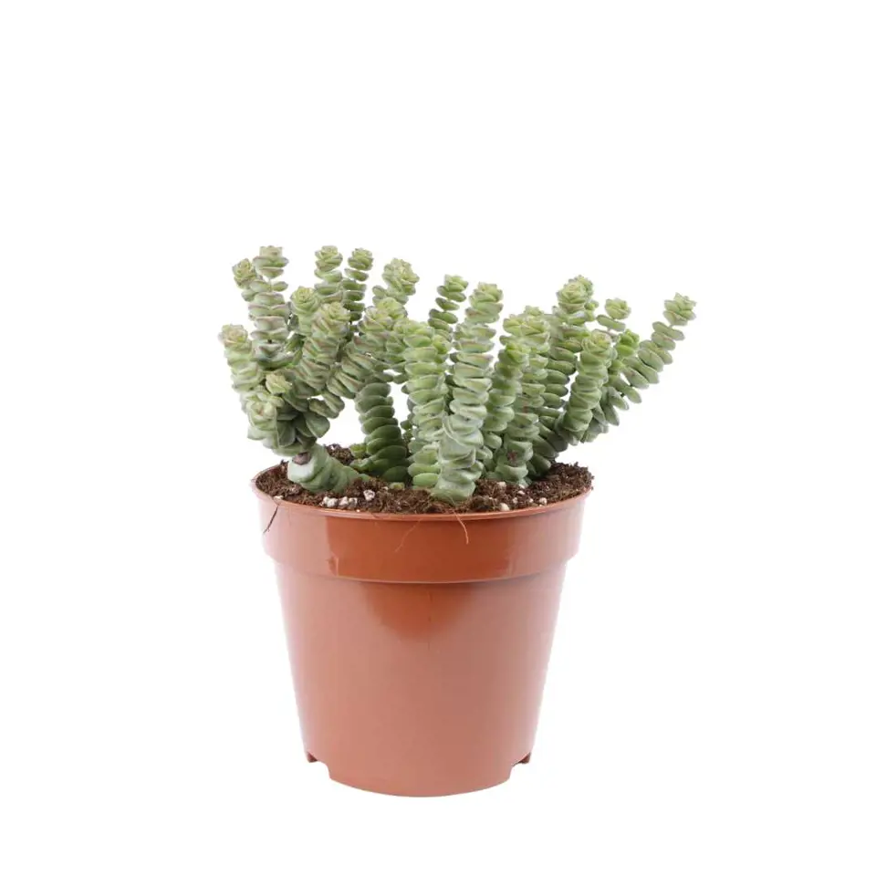 Crassula hottentot