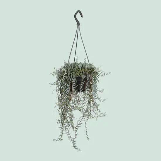 Senecio