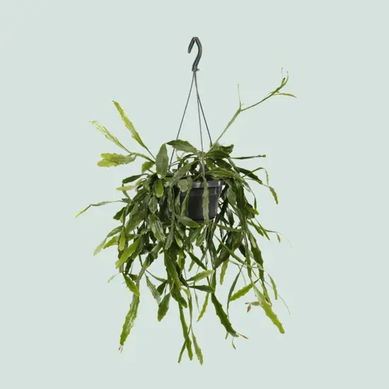 Hanging plants