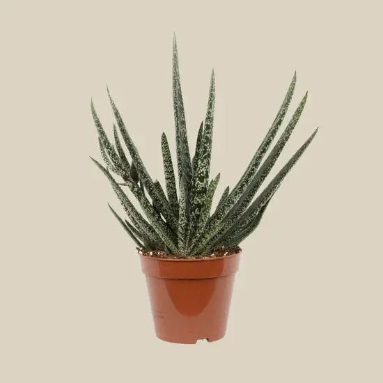 Gasteria