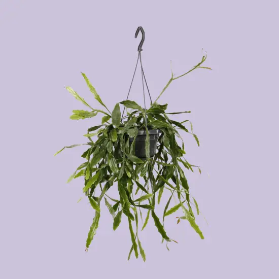 Rhipsalis