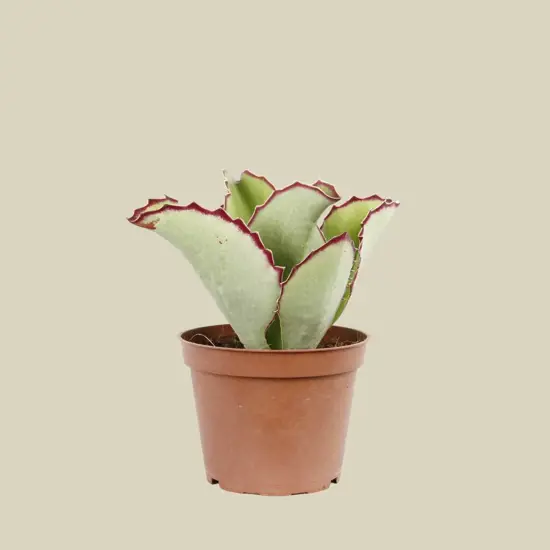 Kalanchoë