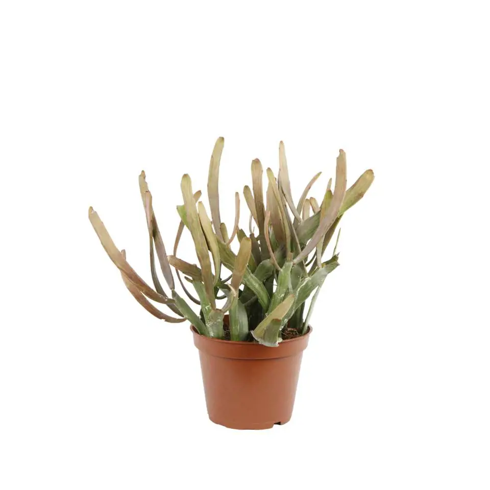 Euphorbia xylophyloides