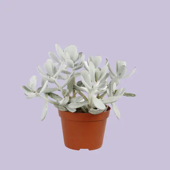 Cotyledon