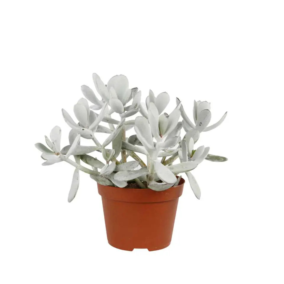 Cotyledon silver peak