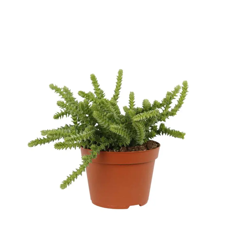 Crassula licopodioides