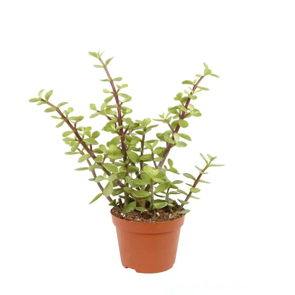 Portulacaria afra