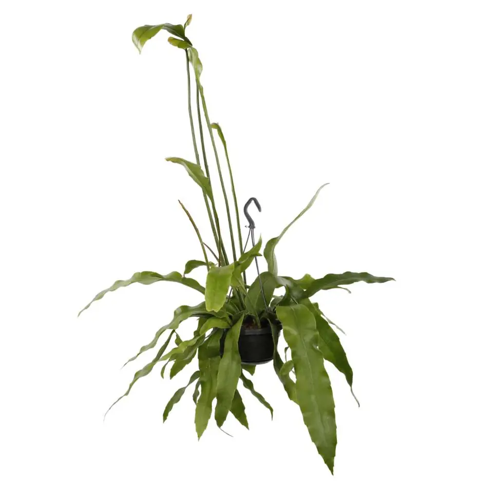 Epiphyllum oxypethalum